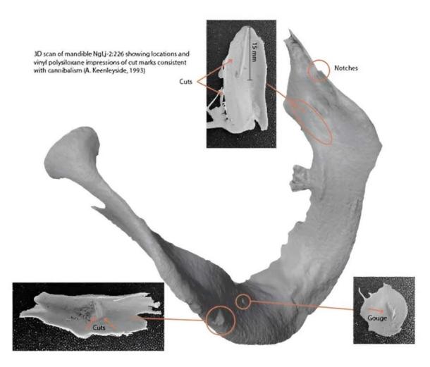 A 3D scan of James Fitzjames' mandible, showing impressions of cut marks consistent with cannibalism. (University of Waterloo/The Journal of Archaeological Sciences)